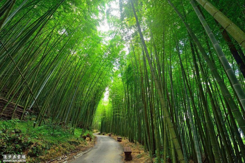 不用去日本！台灣6個「絕美竹林秘境」比嵐山更幽靜　走一趟「享受滿滿芬多精」忘卻憂愁