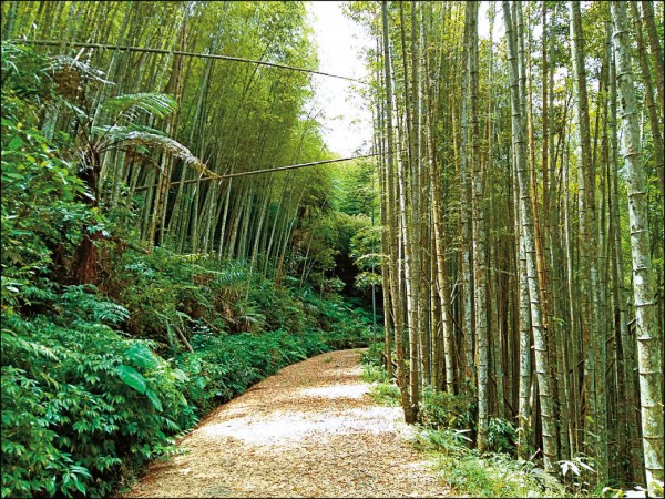 不用去日本！台灣6個「絕美竹林秘境」比嵐山更幽靜　走一趟「享受滿滿芬多精」忘卻憂愁