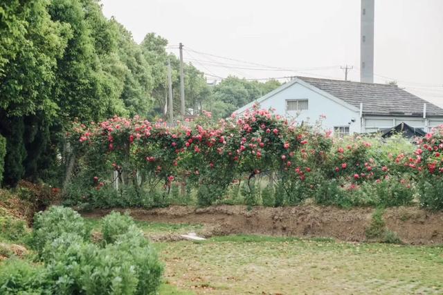 18歲少女帶父母「隱居鄉村10畝農家院」不愛都市　種花吃菜「徒手改造成夢幻田園」一家人如童話角色