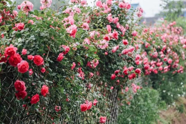 18歲少女帶父母「隱居鄉村10畝農家院」不愛都市　種花吃菜「徒手改造成夢幻田園」一家人如童話角色