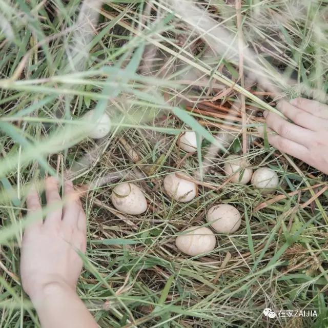 18歲少女帶父母「隱居鄉村10畝農家院」不愛都市　種花吃菜「徒手改造成夢幻田園」一家人如童話角色