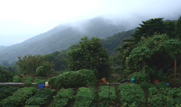隱居山林！作家伴侶「彼此獨立又密不可分」分住兩座山頭　首曝「超獨特生活方式」網喊：不可思議