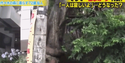 最強啃老族！日本「貴族少爺」豪宅裡蹲72年「不結婚不打掃」 靠父親遺產過活，自嘲：我很蠢