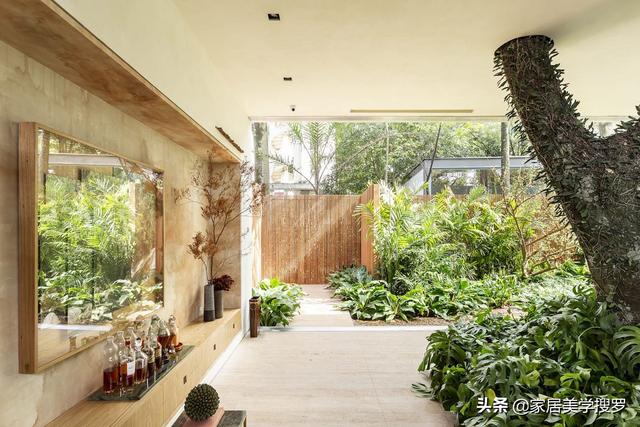 與樹相生！豪宅「與大自然相融」屋內大樹開枝散葉　空間不分內外「客廳旁就是庭院」從陽光中醒來