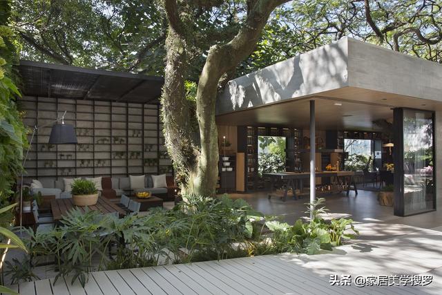 與樹相生！豪宅「與大自然相融」屋內大樹開枝散葉　空間不分內外「客廳旁就是庭院」從陽光中醒來
