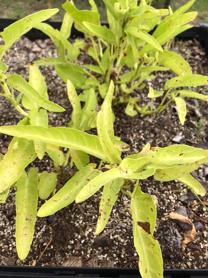 曹蘭隱居台東！卸明星光環「親自除草種芭蕉」樂當農家婦　1年曬出「健康小麥肌」滿臉笑容好幸福