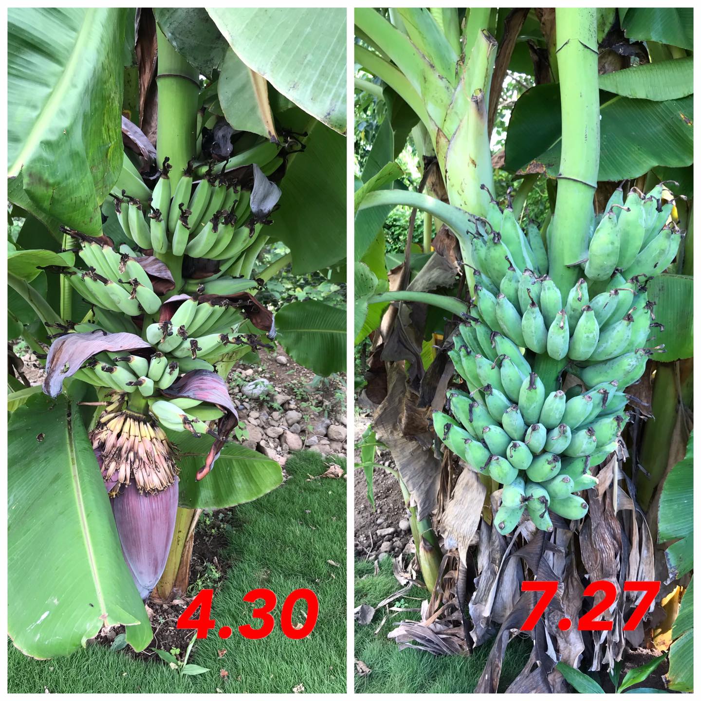 曹蘭隱居台東！卸明星光環「親自除草種芭蕉」樂當農家婦　1年曬出「健康小麥肌」滿臉笑容好幸福