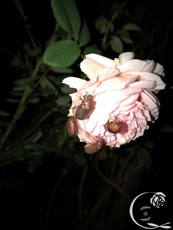 人間天堂！女兒辭職回家「老爸給15畝地」：妳種花，我種果　父女分工合作「甜過田園生活」自給自足
