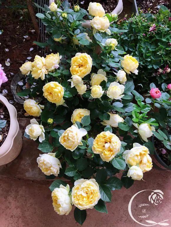 人間天堂！女兒辭職回家「老爸給15畝地」：妳種花，我種果　父女分工合作「甜過田園生活」自給自足