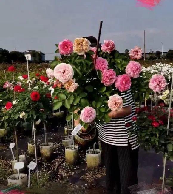 人間天堂！女兒辭職回家「老爸給15畝地」：妳種花，我種果　父女分工合作「甜過田園生活」自給自足