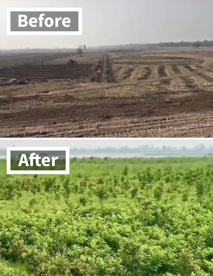 地球修復中！世界政府「十億樹海計畫」復育大成功　不到一年「貧瘠荒地→狂冒綠芽」山坡上更壯觀