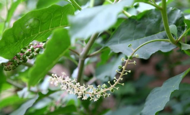 到底是真是假？鳥糞落入8旬阿嬤家中「長出野參樹」 　鄰居說值45萬「專家查證來歷」：果真不一般