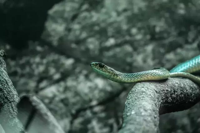 因果不饒人！老僧人提醒：3類有「靈性」動物 「最好不傷害」　惡果我們是吃不消的
