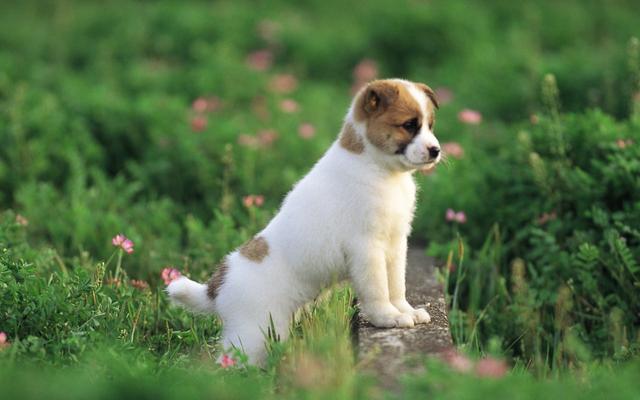 因果不饒人！老僧人提醒：3類有「靈性」動物 「最好不傷害」　惡果我們是吃不消的