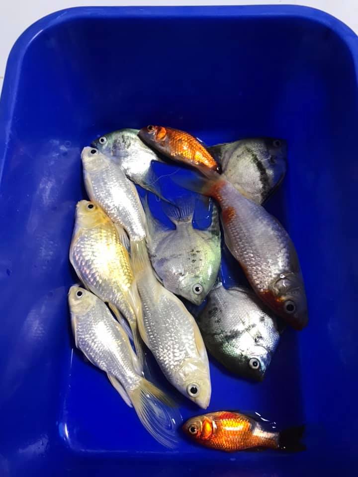 覺得好玩！小三童「把清潔劑倒魚缸」11條魚秒掛掉　媽花1個半小時「哭著帶兒子登門」店家：教育很棒