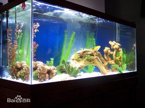 覺得好玩！小三童「把清潔劑倒魚缸」11條魚秒掛掉　媽花1個半小時「哭著帶兒子登門」店家：教育很棒