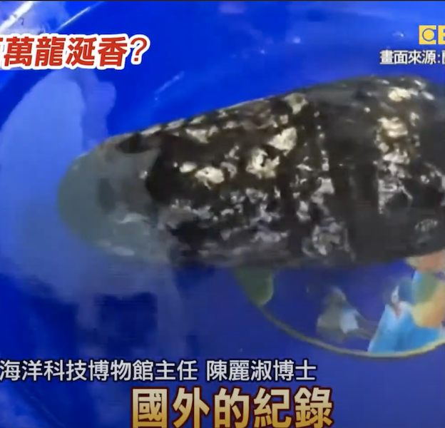 比黃金還貴？蘭嶼撿到「4公斤巨大黑石」不斷散發香味　專家鑑定「真品估值600萬」：古代皇帝才能用