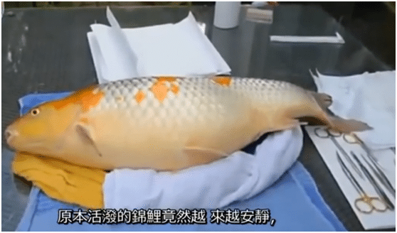 懵！養8年的錦鯉「不吃不喝」快不行　男子「豪砸5萬救回愛魚」醫生千叮萬囑：三天別碰水