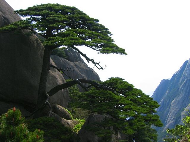 俗語：「五樹進宅，人窮家敗」指的是哪五種樹？注意不要給家裡帶來厄運