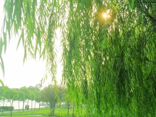 俗語：「五樹進宅，人窮家敗」指的是哪五種樹？注意不要給家裡帶來厄運