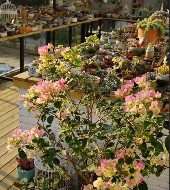 美到無法言喻！小夫妻賣房「打造1815坪私家花園」全家人徹底愛上　「栽種2萬種植物」一年四季皆有驚喜