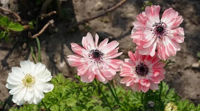 美到無法言喻！小夫妻賣房「打造1815坪私家花園」全家人徹底愛上　「栽種2萬種植物」一年四季皆有驚喜