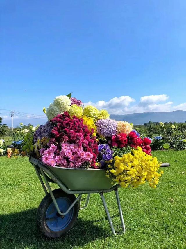 美到無法言喻！小夫妻賣房「打造1815坪私家花園」全家人徹底愛上　「栽種2萬種植物」一年四季皆有驚喜