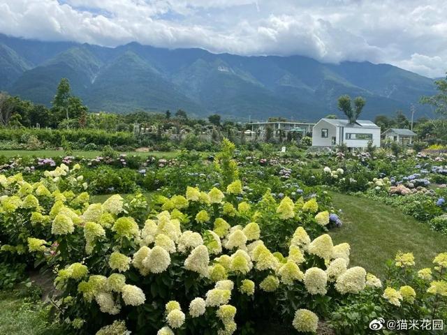 美到無法言喻！小夫妻賣房「打造1815坪私家花園」全家人徹底愛上　「栽種2萬種植物」一年四季皆有驚喜