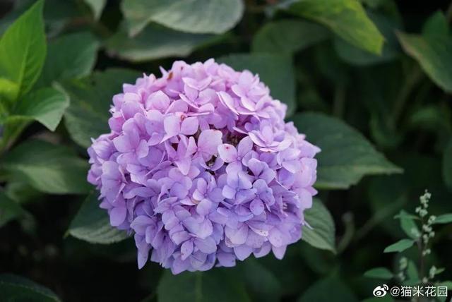 美到無法言喻！小夫妻賣房「打造1815坪私家花園」全家人徹底愛上　「栽種2萬種植物」一年四季皆有驚喜