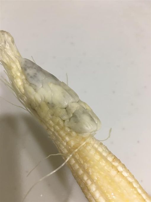 有錢還吃不到！好市多玉米筍「驚見灰白色腫包」想退貨　網友曝「比松露還高級」讚翻：口感更特殊　