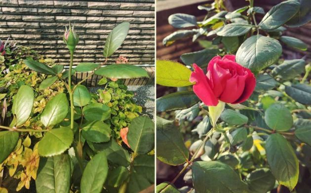 天后的豪宅！蔡依林曬種菜照「把自家天台變空中花園」　意外曝光「市中心豪宅美景」網友超羨慕