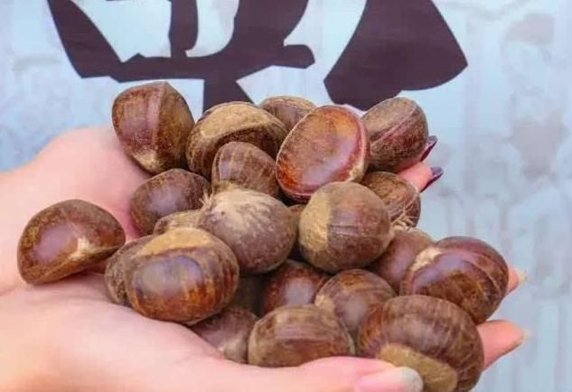 秋天買板栗時「挑圓」的還是扁的？栗農：牢記6點「看形狀顏色」買到的板栗個個飽滿，軟糯香甜