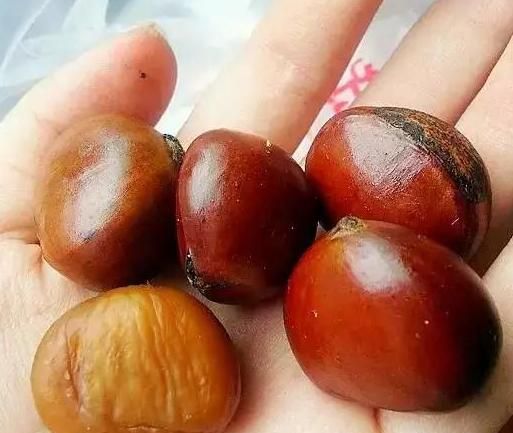 秋天買板栗時「挑圓」的還是扁的？栗農：牢記6點「看形狀顏色」買到的板栗個個飽滿，軟糯香甜