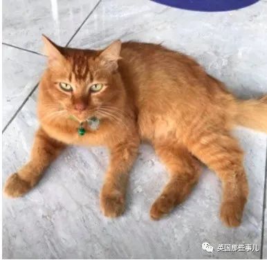 連續700多天早出晚歸！橘貓每日玩消失「回家後兩腳總濕漉漉」　主人跟蹤得知「牠動向」後淚崩