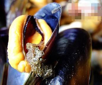 中秋連假「吃海鮮」有禁忌！海鮮嘌呤過高  患有「痛風 關節炎 三高」人群不宜多吃海鮮