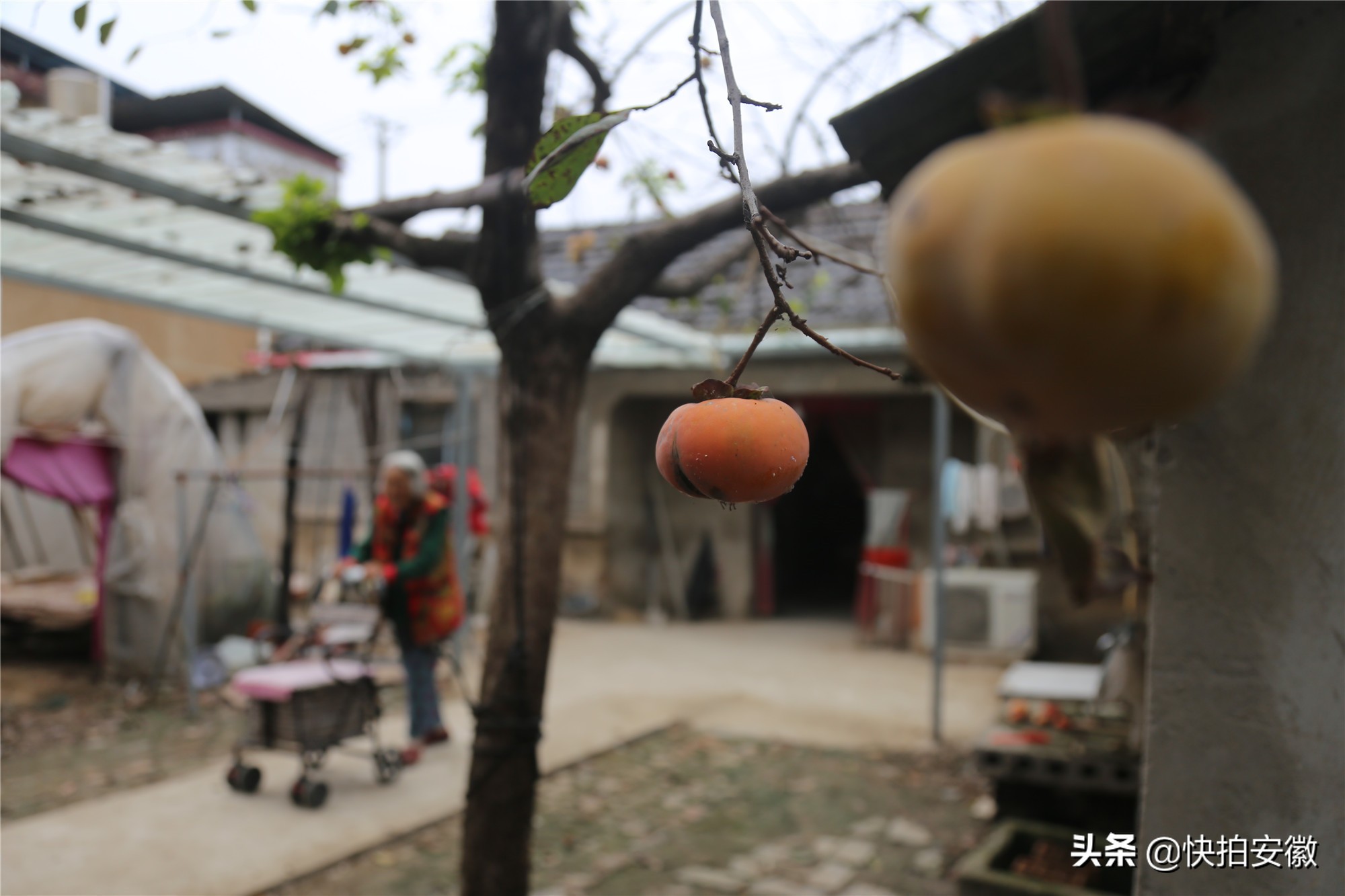 最亮麗的風景線！百歲老夫妻院裡「種柿子樹當風景」成熟後無人採摘　浪費太可惜「盼野鳥來吃」