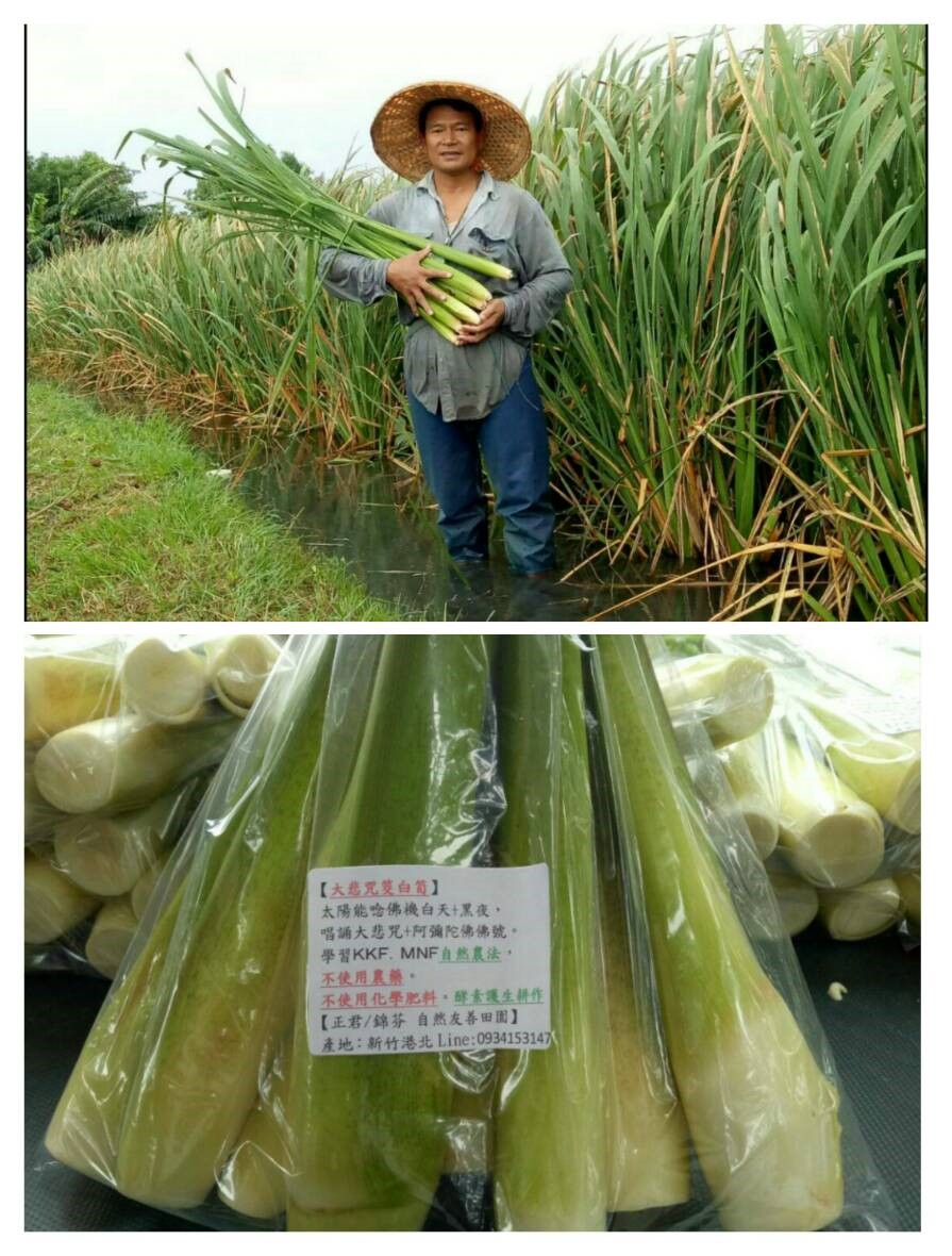 大悲咒筊白筍！標示強調「日夜聽佛號長大」他笑：有吃有保庇？　業者親揭原因「乘載滿滿思念」惹哭網