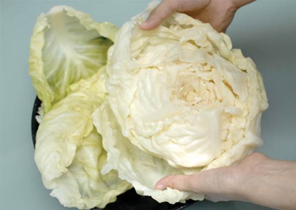 洗錯菜蟲全下肚！達人傳授「高麗菜清洗撇步」很多人都做錯　洗菜關鍵「吃多少剝多少」農藥也清除