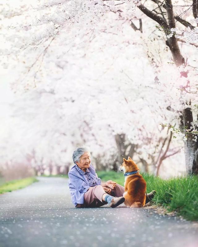 愛的奇迹！日本「81歲奶奶和柴犬」相繼患老年痴 呆　被迫分開「2年後再重逢」畫面逼哭所有人