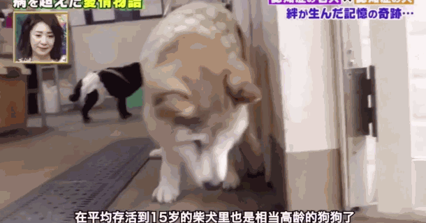 愛的奇迹！日本「81歲奶奶和柴犬」相繼患老年痴 呆　被迫分開「2年後再重逢」畫面逼哭所有人