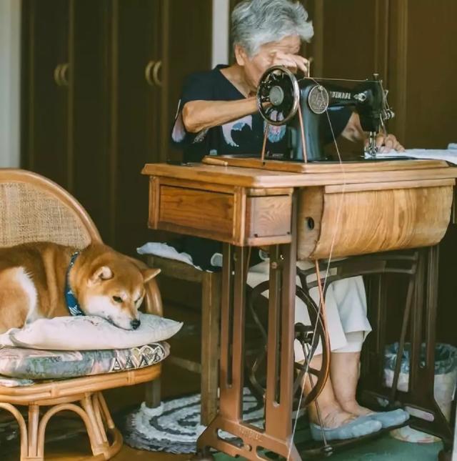 愛的奇迹！日本「81歲奶奶和柴犬」相繼患老年痴 呆　被迫分開「2年後再重逢」畫面逼哭所有人