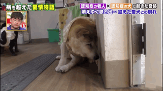 愛的奇迹！日本「81歲奶奶和柴犬」相繼患老年痴 呆　被迫分開「2年後再重逢」畫面逼哭所有人