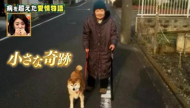 愛的奇迹！日本「81歲奶奶和柴犬」相繼患老年痴 呆　被迫分開「2年後再重逢」畫面逼哭所有人