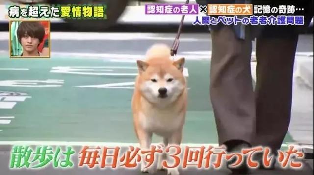愛的奇迹！日本「81歲奶奶和柴犬」相繼患老年痴 呆　被迫分開「2年後再重逢」畫面逼哭所有人