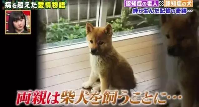 愛的奇迹！日本「81歲奶奶和柴犬」相繼患老年痴 呆　被迫分開「2年後再重逢」畫面逼哭所有人