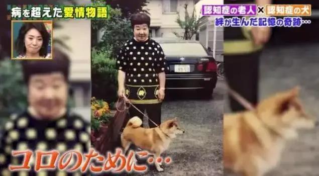 愛的奇迹！日本「81歲奶奶和柴犬」相繼患老年痴 呆　被迫分開「2年後再重逢」畫面逼哭所有人
