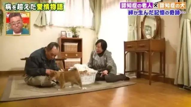 愛的奇迹！日本「81歲奶奶和柴犬」相繼患老年痴 呆　被迫分開「2年後再重逢」畫面逼哭所有人