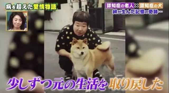 愛的奇迹！日本「81歲奶奶和柴犬」相繼患老年痴 呆　被迫分開「2年後再重逢」畫面逼哭所有人