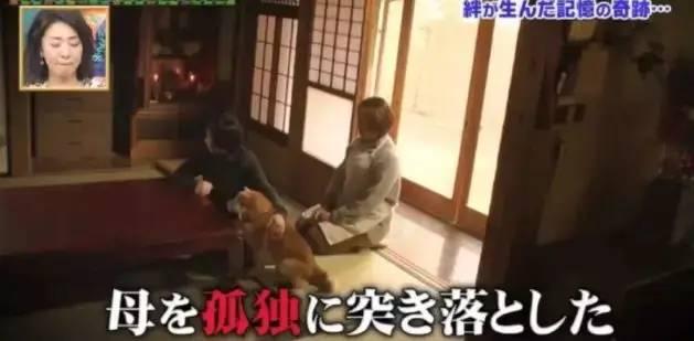 愛的奇迹！日本「81歲奶奶和柴犬」相繼患老年痴 呆　被迫分開「2年後再重逢」畫面逼哭所有人