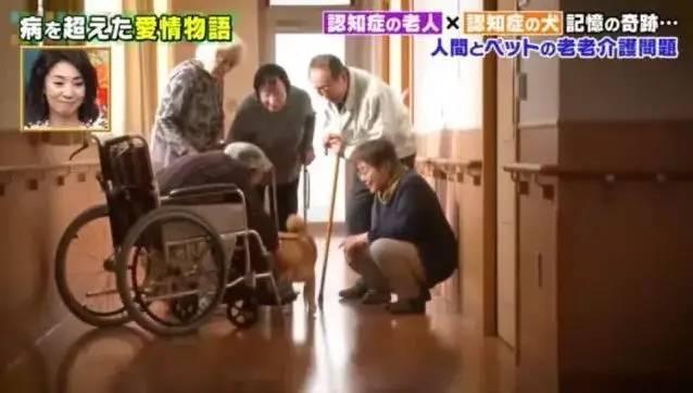 愛的奇迹！日本「81歲奶奶和柴犬」相繼患老年痴 呆　被迫分開「2年後再重逢」畫面逼哭所有人
